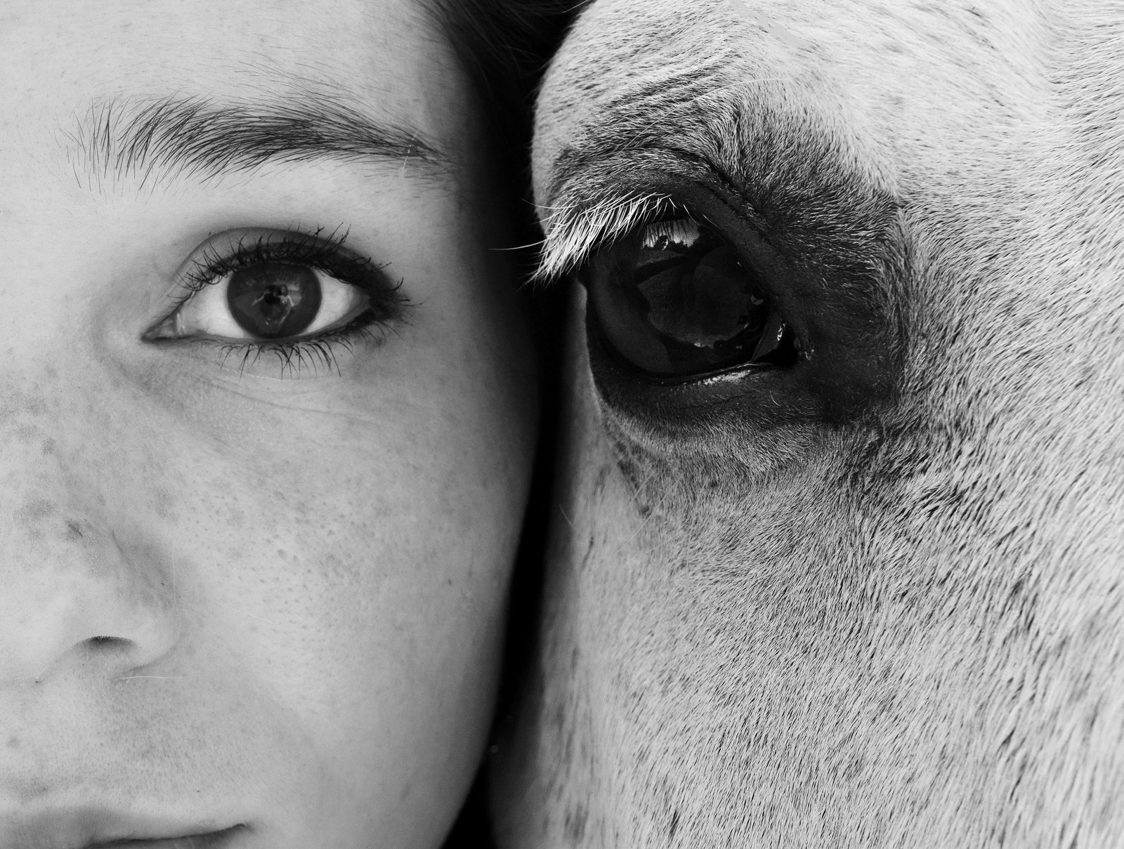 Dr. Mojiana Moghadam’s eye beside a horse’s eye.