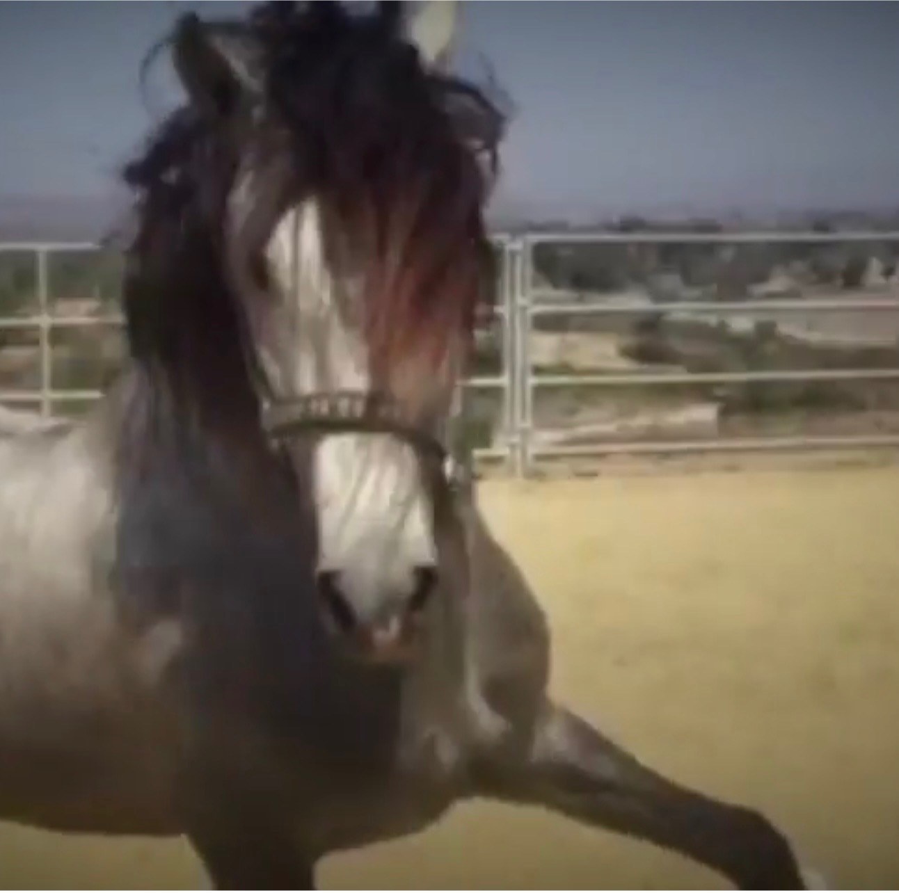 Dark horse moving across an outdoor arena.